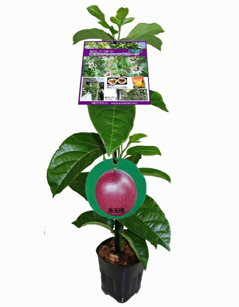 パッションフルーツ 苗(赤玉種) パッションフルーツ グリーンカーテン 苗 緑のカーテン 販売 大苗 時計草 楽天 パッションフルーツ苗 パッションフルーツの苗【05P01Mar15】