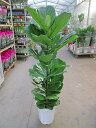 カシワバゴムの木 10号(柏ゴム) 観葉植物 鉢植え 苗 お中元 お歳暮 母の日 プレゼント ギフト 敬老 インテリア プランツ 贈り物 誕生日【05P01Ma...