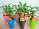 ガジュマル 2.5号ポット ミニ 6個セット 観葉植物 鉢植え 苗 お中元 お歳暮 母の日 プレゼント ギフト 敬老 インテリア プランツ 贈り物 誕生日 精霊...