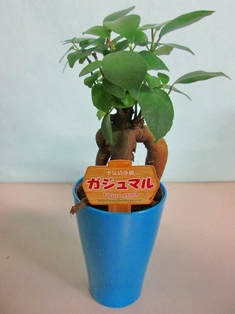 ガジュマル 2.5号ポット ミニ ブルー 観葉植物 鉢植え 苗 お中元 お歳暮 母の日 プレゼント ギフト 敬老 インテリア プランツ 贈り物 誕生日 精霊が宿る樹