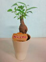 ガジュマル 2.5号ポット ミニ ホワイト 観葉植物 鉢植え 苗 お中元 お歳暮 母の日 プレゼント ギフト 敬老 インテリア プランツ 贈り物 誕生日 精霊が...