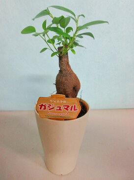 ガジュマル 2.5号ポット ミニ ホワイト 観葉植物 鉢植え 苗 お中元 お歳暮 母の日 プレゼント ギフト 敬老 インテリア プランツ 贈り物 誕生日 精霊が宿る樹