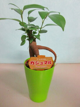 ガジュマル 2.5号ポット ミニ グリーン 観葉植物 鉢植え 苗 お中元 お歳暮 母の日 プレゼント ギフト 敬老 インテリア プランツ 贈り物 誕生日 精霊が宿る樹