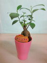 ガジュマル 2.5号 ミニ ポット ピンク 観葉植物 鉢植え 苗 お中元 お歳暮 母の日 プレゼント ギフト 敬老 インテリア プランツ 贈り物 誕生日 精霊が...