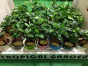 ガジュマル 2.5号ポット 35個セット 観葉植物 鉢植え 苗 お中元 お歳暮 母の日 プレゼント ギフト 敬老 インテリア プランツ 贈り物 誕生日 精霊が宿...