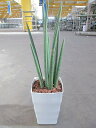 スタッキー 8号 サンスベリア サンセベリア 観葉植物 鉢植え 販売 苗 苗木 送料無料 インテリア 贈り物 ギフト お誕生日 記念日 開店祝い