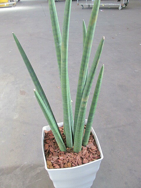 thum2