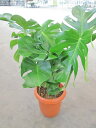 モンステラ 観葉植物 8号鉢 ハート型の大きな葉でモダンでスタイリッシュな観葉植物です。ウェルカムグリーンに最適です。インテリア 贈り物 ギフト 母の日 誕生日...