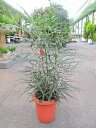 グリーンアラレア 8号 アラレア ディジゴセカ 観葉植物 鉢植え 販売 苗 苗木 送料無料 インテリア 贈り物 ギフト お誕生日 記念日 開店祝い【smtb-s...
