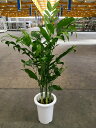 高性チャメドレア 8号 観葉植物 スタイリッシュ 鉢植え 苗 リゾート 南国 お中元 お歳暮 母の日 プレゼント ギフト 敬老 インテリア プランツ 贈り物 誕...