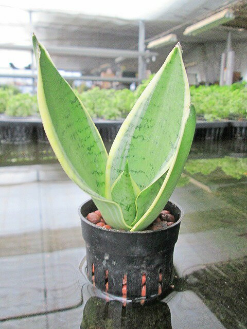 水耕栽培 苗 サンスベリア 水耕栽培 ハイドロカルチャー 室内園芸 苗木 苗 観葉植物 インテリア ミニ