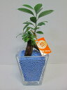 ハイドロカルチャー 観葉植物 ネオコール (ブルー) スクエア 9.5パイ ガジュマル 水耕栽培 お中元 お歳暮 母の日 プレゼント ギフト 敬老 インテリア ...