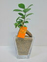 ハイドロカルチャー 観葉植物 ネオコール (カーキ) スクエア 9.5パイ ガジュマル 水耕栽培 お中元 お歳暮 母の日 プレゼント ギフト 敬老 インテリア ...