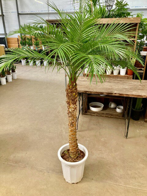 フェニックス ロベレニー 10号