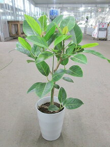 アルテシーマ 7号 観葉植物 鉢植え 苗 インテリア 贈り物 ギフト 鉢 鉢植え 母の日 お誕生日 記念日 開店祝い