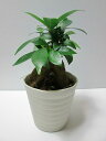 ガジュマル 3号 白プラスチック鉢 ミニ 観葉植物 鉢植え 苗 ガジュマル お中元 お歳暮 母の日 プレゼント ギフト 敬老 インテリア プランツ 贈り物 誕生...
