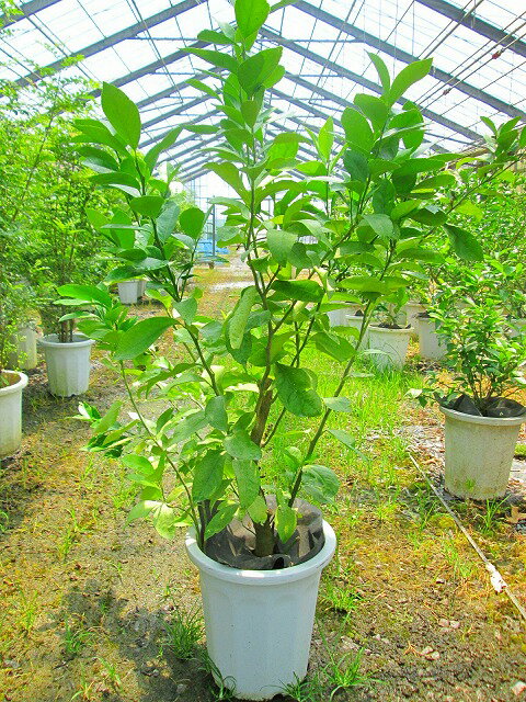 レモンの木 10号 春に開花し秋にレモンが収穫できます。 果樹苗 果樹 果実 鉢植え 柑橘 レモンツリー ギフト プレゼント【smtb-s】