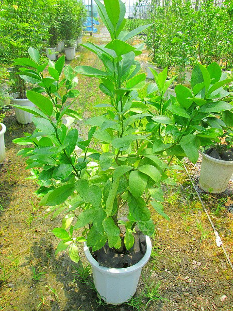 レモンの木 10号 春に開花し秋にレモンが収穫できます。 果樹苗 果樹 果実 鉢植え ...