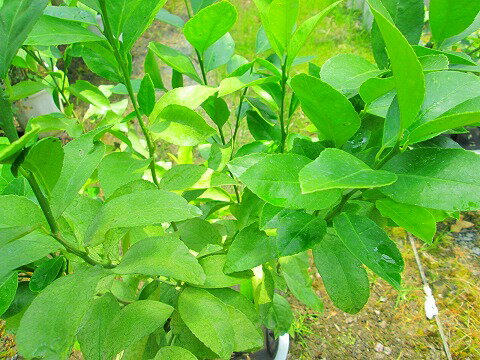 レモンの木 10号 春に開花し秋にレモンが収穫できます。 果樹苗 果樹 果実 鉢植え ...