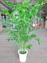 高性チャメドレア 10号 観葉植物 スタイリッシュ 鉢植え 苗 リゾート 南国 お中元 お歳暮 母の日 プレゼント ギフト 敬老 インテリア プランツ 贈り物 ...
