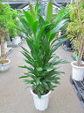 ドラセナ・グローカル 10号 観葉植物 コルディリネ 大鉢 鉢植え 販売 苗 苗木 送料無料 インテリア 贈り物 ギフト お誕生日 記念日 開店祝い