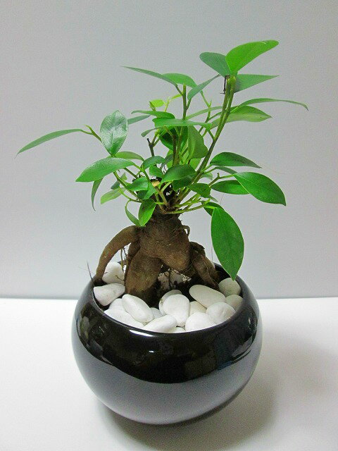 ガジュマル 黒丸陶器鉢 土植え ミニ観葉 観葉植物 鉢植え 苗 お中元 お歳暮 母の日 プレゼント ギフト 敬老 インテリア プランツ 贈り物 誕生日 精霊が宿る樹