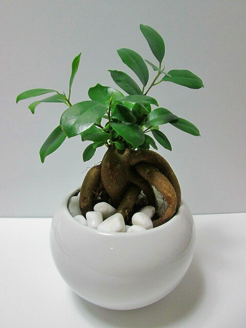 ガジュマル 白丸陶器鉢 土植え ミニ観葉 観葉植物 鉢植え 苗 お中元 お歳暮 母の日 プレゼント ギフト 敬老 インテリア プランツ 贈り物 誕生日 精霊が宿る樹のサムネイル