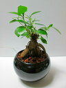 ハイドロカルチャー 観葉植物 ガジュマル ハイドロボール 黒丸陶器鉢 水耕栽培 お中元 お歳暮 母の日 プレゼント ギフト 敬老 インテリア プランツ 贈り物 ...