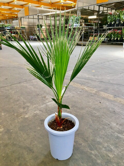 楽天市場】ワシントンヤシ(高さ(植物)71 ~ 130.9cm)の通販 楽天市場】ワシントンヤシ(高さ(植物)71 ~ 130.9cm)の通販