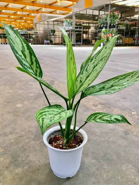 アグラオネマ 4号 観葉植物 アグラ インテリア 贈り物 ギフト 母の日 誕生日 記念日 開店祝い 鉢のサムネイル