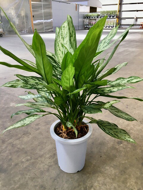 アグラオネマシルバークイーン8号観...