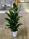 ドラセナ・グローカル 8号 観葉植物 コルディリネ 鉢植え 販売 苗 苗木 送料無料 インテリア 贈り物 ギフト お誕生日 記念日 開店祝い