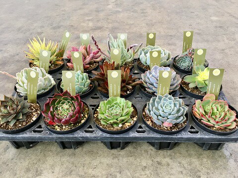 エケベリア ミックス 3.5号 15入り 1ケース 多肉植物 観葉植物 鉢植え 苗 お中元 お歳暮 母の日 プレゼント ギフト 敬老 インテリア プランツ 贈り物 誕生日【smtb-s】のサムネイル