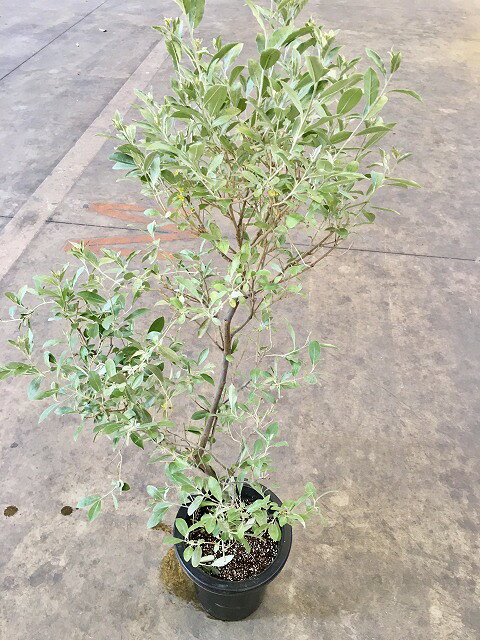 thum2