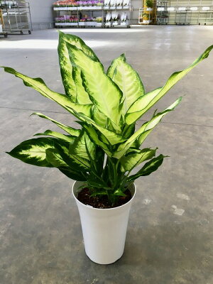 ディフェンバキア 植物図鑑 ディフェンバキア 植物図鑑