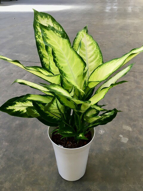 ディフェンバキア 植物図鑑
