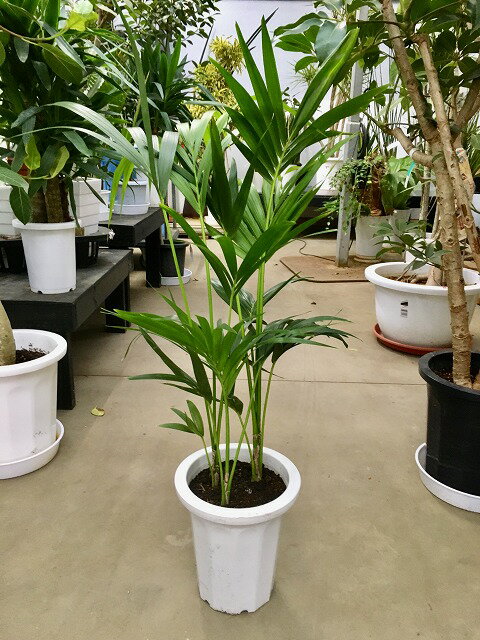 ヤシ ケンチャヤシ 8号 観葉植物 鉢植え 販売 苗 苗木 鉢植え 送料無料 インテリア 贈り物 ギフト お誕生日 記念日 開店祝い