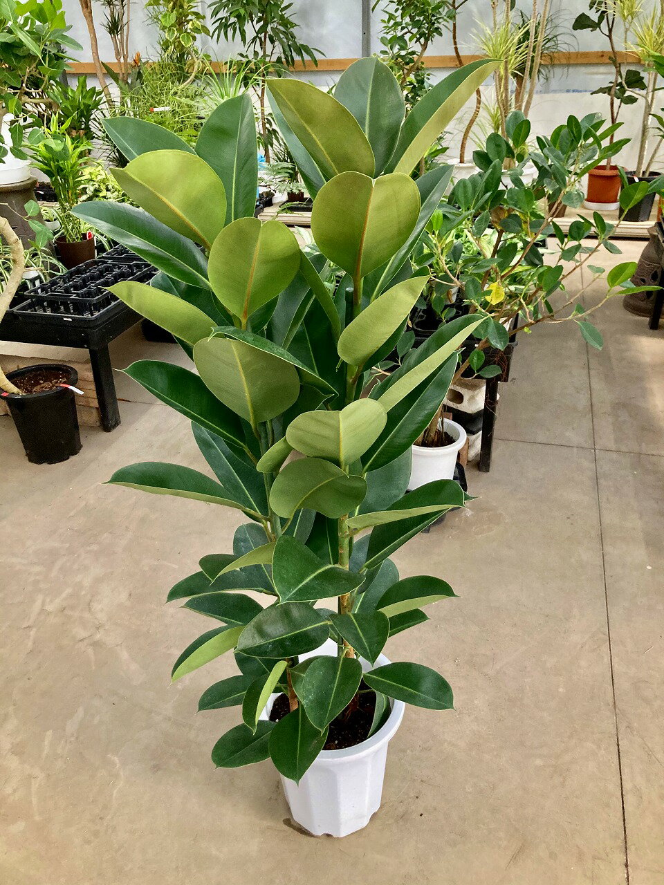 フィカス（ゴム） フィカス・ロブスター 10号 観葉植物 ゴムの木 販売 苗 苗木 鉢植え 希少種 送料無料 フィカスバーガンディ ロブスター