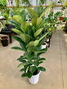 フィカス・ロブスター 10号 観葉植物 ゴムの木 販売 苗 苗木 鉢植え 希少種 送料無料 フィカスバーガンディ ロブスター