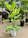 アルテシーマ 8号 観葉植物 鉢植え 苗 インテリア 贈り物 ギフト 鉢 鉢植え 母の日 お誕生日 記念日 開店祝い