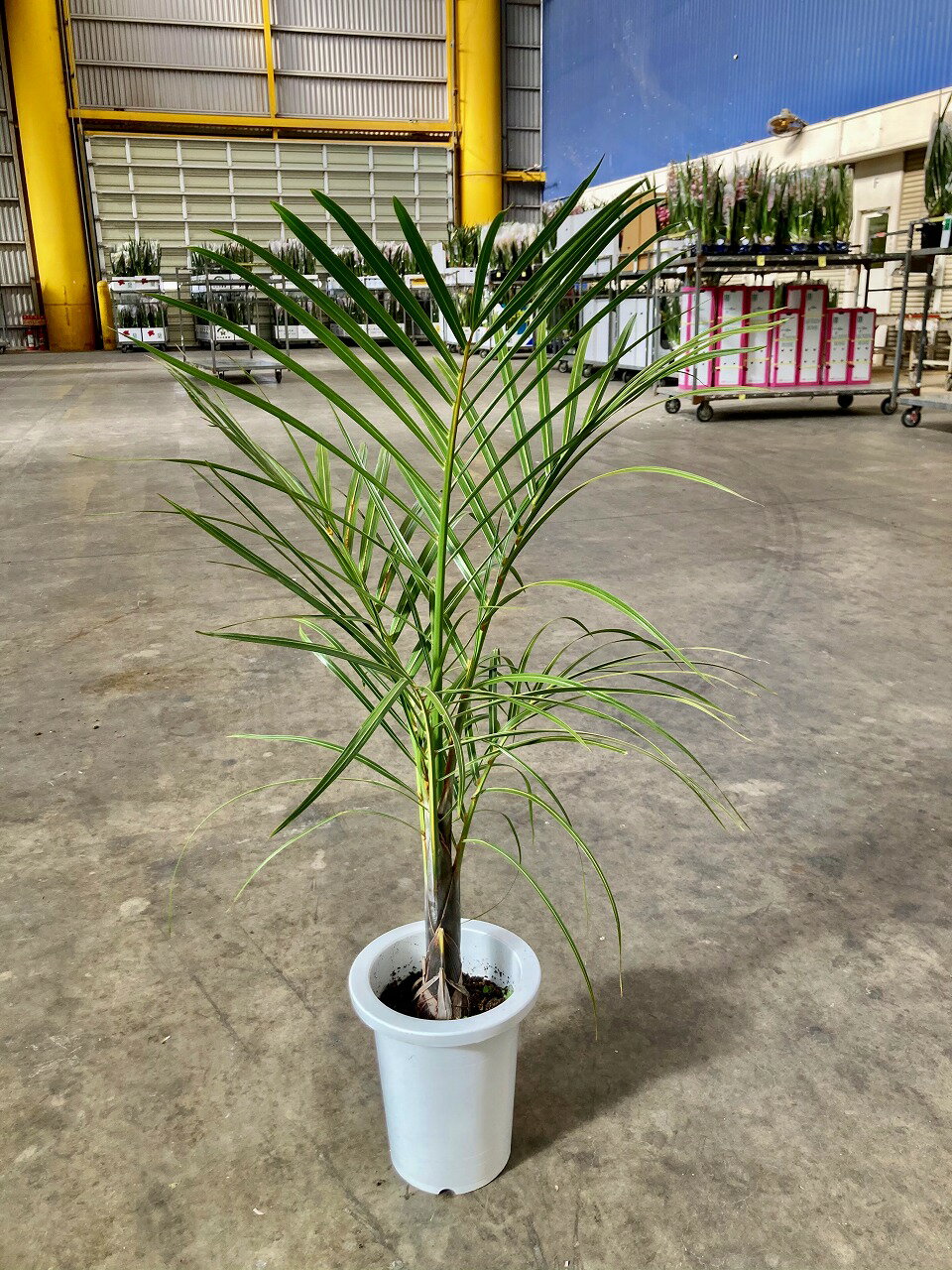 楽天市場】トックリヤシ(高さ(植物)71 ~ 130.9cm)(観葉 楽天市場】トックリヤシ(高さ(植物)71 ~ 130.9cm)(観葉