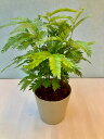エバーフレッシュ エバーフレッシュ 3.5号 観葉植物 ねむの木 インテリア 贈り物 ギフト 母の日 誕生日 記念日 開店祝い 鉢