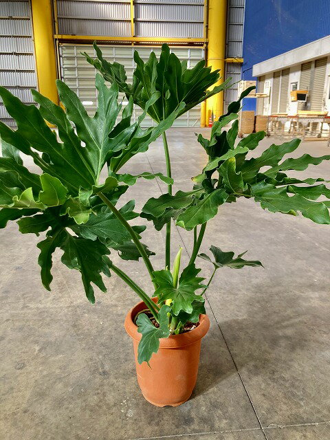 樂天商城 - セローム 8号 観葉植物 フィロデンドロン 大鉢 鉢植え 販売 苗 苗木 送料無料 インテリア 贈り物 ギフト お誕生日 記念日 開店祝い サトイモ