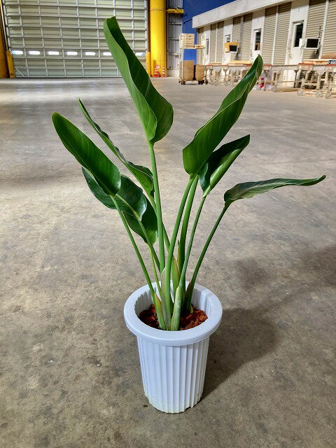 ストレリチア オーガスタ 7号 観葉植物 鉢植え 苗 リゾート 南国 お中元 お歳暮 母の日 プレゼント ギフト 敬老 インテリア プランツ 贈り物 誕生日【05P01Mar15】