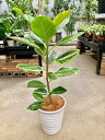 アルテシーマ 8号 白陶器鉢 観葉植物 鉢植え 苗 インテリア 贈り物 ギフト 鉢 鉢植え 母の日 お誕生日 記念日 開店祝い