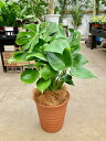 モンステラ 8号 茶陶器鉢 ハート型の大きな葉でモダンでスタイリッシュな観葉植物です。観葉植物 インテリア 贈り物 ギフト 母の日 誕生日 記念日 開店祝い 鉢...