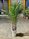 トックリヤシモドキ 3本立 8号 ボトルパーム 観葉植物 インテリア 鉢植え スタイリッシュ 母の日 父の日 苗 株立 ギフト プレゼント 贈り物 グリーン【s...