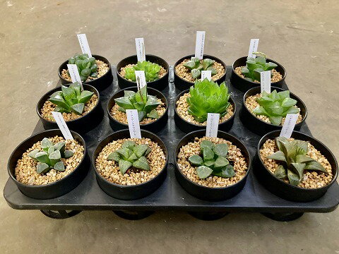 ハオルチア 12入り 1ケース 多肉植物 観葉植物 鉢植え 苗 お中元 お歳暮 母の日 プレゼント ギフト 敬老 インテリア プランツ 贈り物 誕生日【smtb-s】