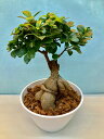 ガジュマル 白 7号 観葉植物 鉢植え 苗 ガジュマル お中元 お歳暮 母の日 プレゼント ギフト 敬老 インテリア プランツ 贈り物 誕生日 精霊が宿る樹