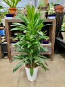 ドラセナ・グローカル セラアート ホワイト 8号 観葉植物 コルディリネ 鉢植え 販売 苗 苗木 送料無料 インテリア 贈り物 ギフト お誕生日 記念日 開店祝...